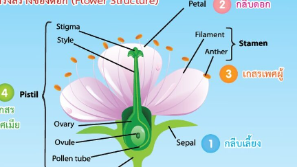 โครงสร้างและหน้าที่ของดอก