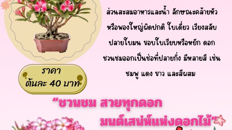 ต้นชวนชม (โรงเรียนวัดฆ้อ)
